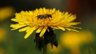 Biene muss nicht immer nur Pollen und Nektar suchen. Einfach mal ausruhen und sich in der Sonne wärmen geht auch.